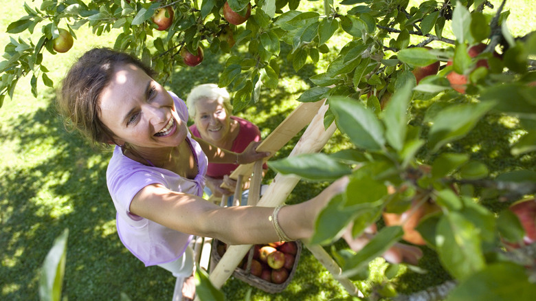 Tips for Making Fruit Trees Bear Fruit Faster