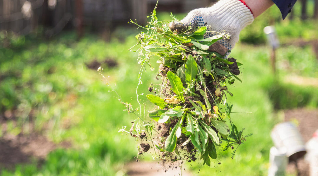 Expert Tips to Prevent Weeds from Growing Too Fast and Too Much