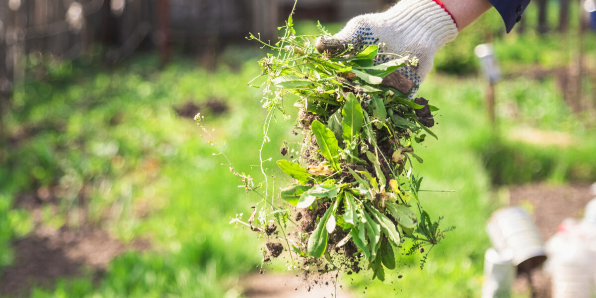 Expert Tips to Prevent Weeds from Growing Too Fast and Too Much